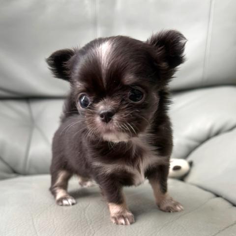 チワワ(ロングコート)