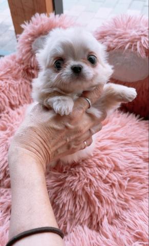 チワワ(ロングコート)