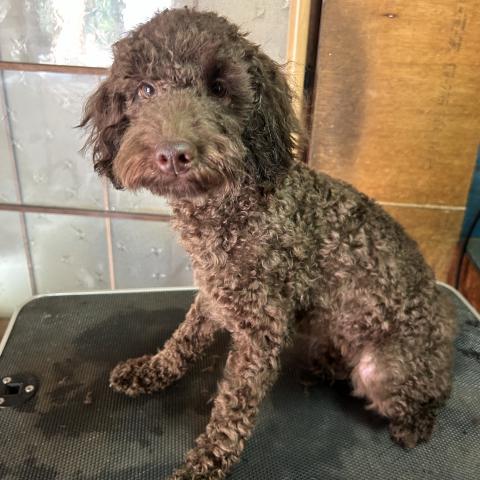 MIXラブラドゥードル F1b2