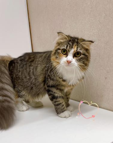 スコティッシュフォールド