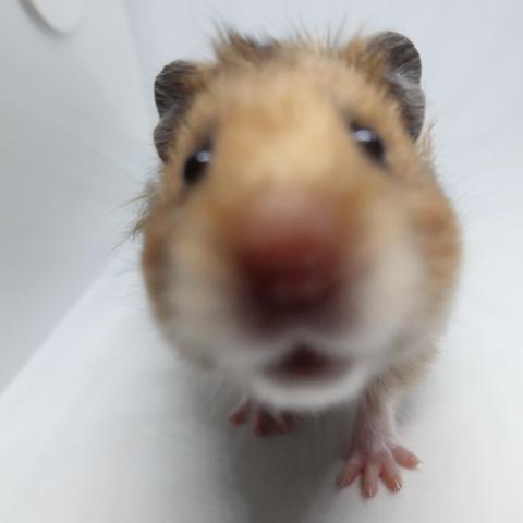 シリアンハムスター（ゴールデンアンブロウス)