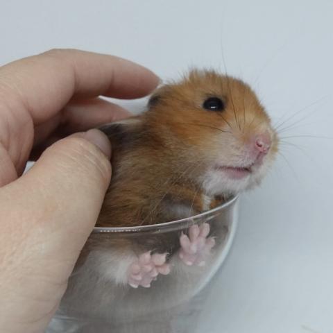 シリアンハムスター（ゴールデンアンブロウス)