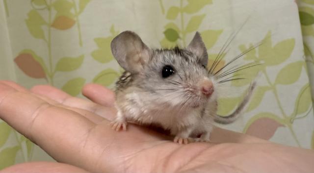 ヒゲカンガルーハムスター