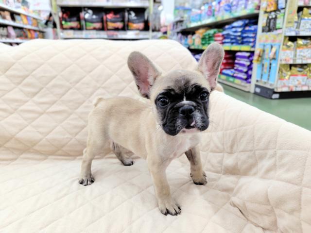 フレンチブルドッグ