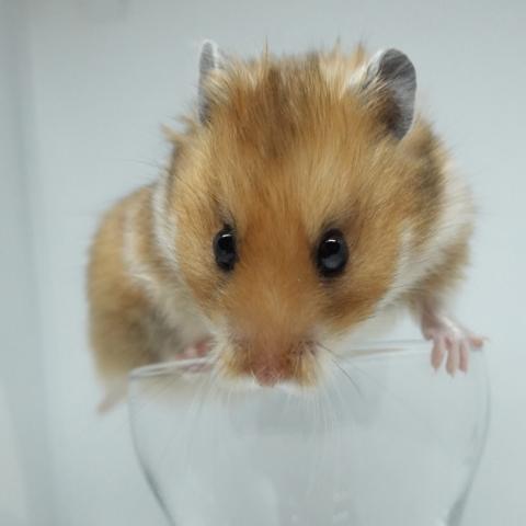 シリアンハムスター（ゴールデンアンブロウス長毛）