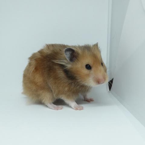 シリアンハムスター（ゴールデンアンブロウス長毛）