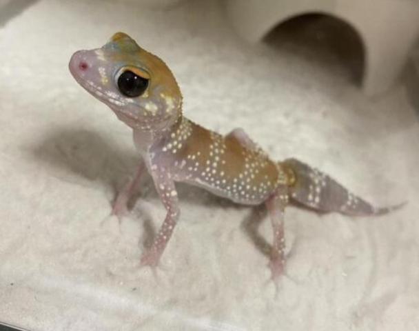 アンダーウッディサウルス ミリー