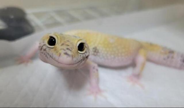 ヒョウモントカゲモドキ レオパ