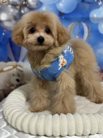 ティーカッププードル