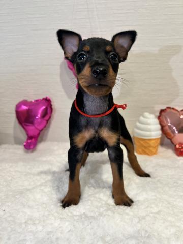 トイマンチェスターテリア活発な男の子