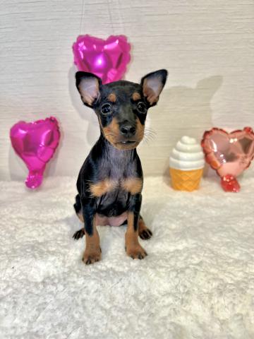 トイマンチェスターテリア食欲旺盛な女の子