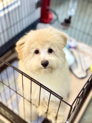 もこもこぬいぐるみみたいなかまってちゃん☆