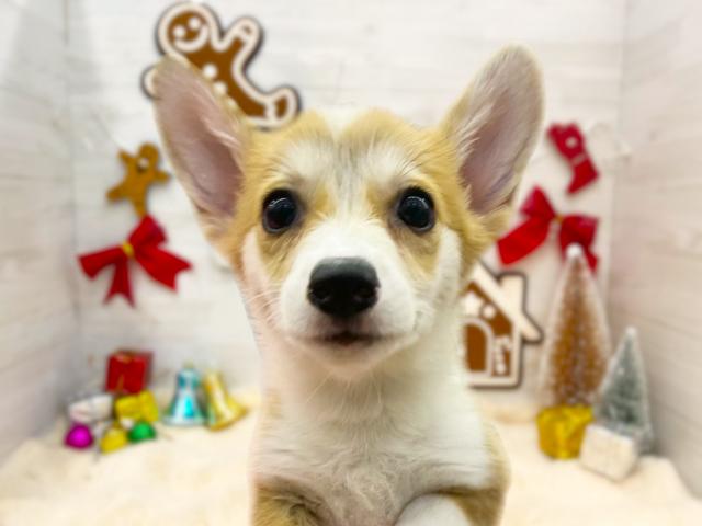 ウェルシュコーギーペンブローク