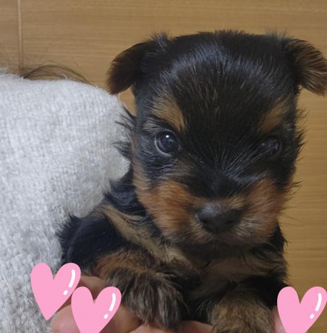 ヨークシャーテリア