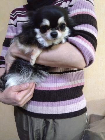 チワワ（ロングコート）