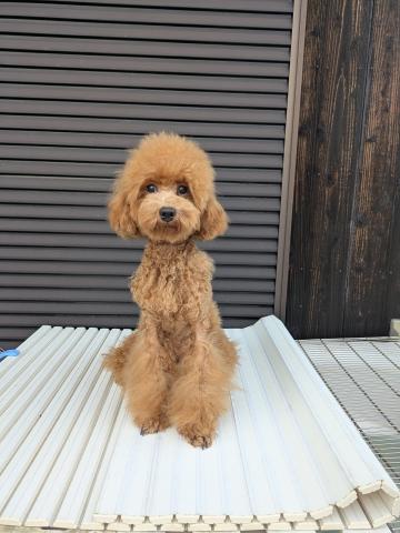 トイプードル💛生後8か月・美人な女の子💖実物はもっとカワイイ・健康優良児💜人が大好き・スタイル良し💖25.3.6