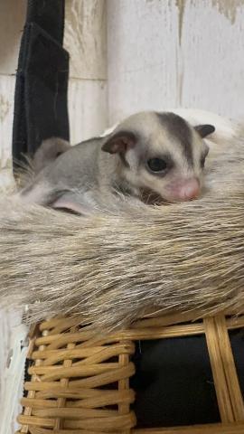 モザイク アシンメトリー リングテール