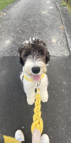 MIXシーパドゥードル(オールドイングリッシュシープドッグとスタンダードプードルのミックス犬)