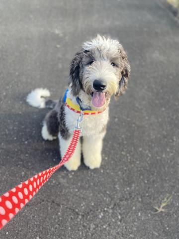 MIXシーパドゥードル（オールドイングリッシュシープドッグとスタンダードプードルのミックス犬）