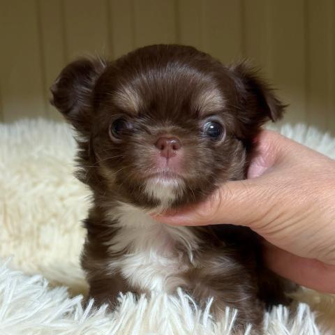 チワワ(ロングコート)