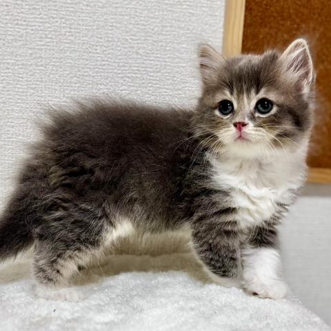 マンチカン足長♡女の子