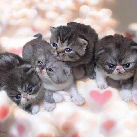 花よりにゃんこ