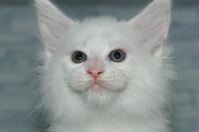 KIKUCHI PET  管理番号　　251144