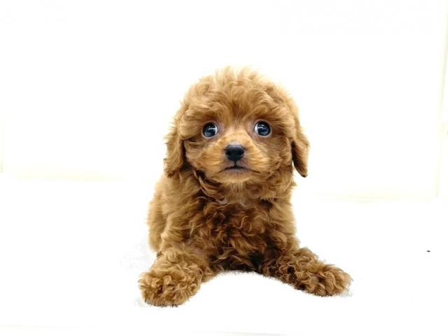 トイプードル938