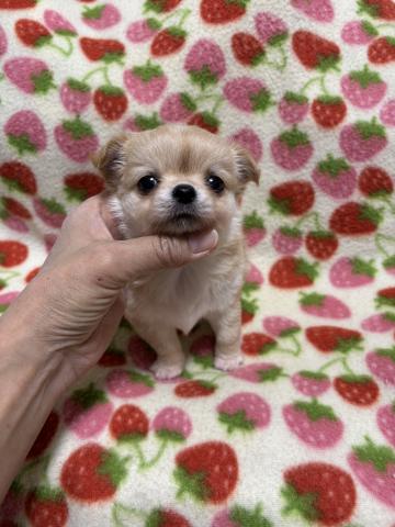 チワワ（ロングコート）