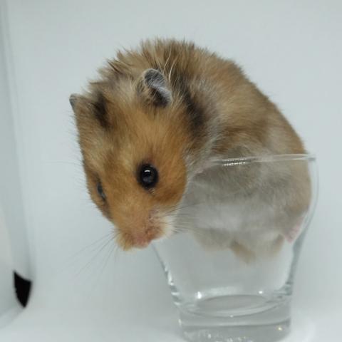 シリアンハムスター（カラー♀）