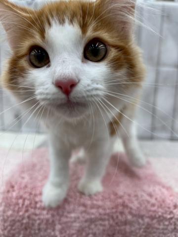 ノルウェージャンフォレストキャット