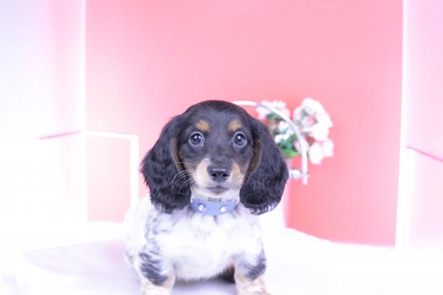 ミニチュアダックスフンド ロング