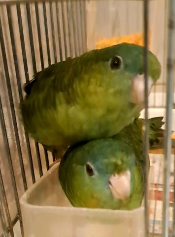 ⭐ベアでの限定価格　サザナミインコ