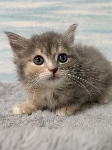 ミヌエット（旧ナポレオン）