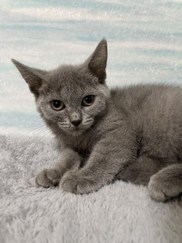 シャルトリュー