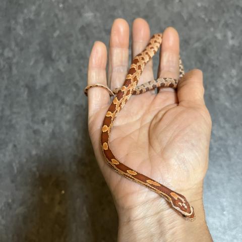 コーンスネーク