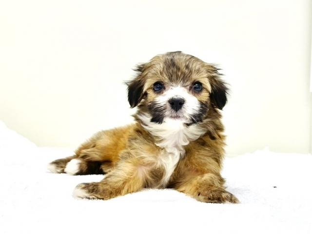 MIXトイプードル×パピヨン438