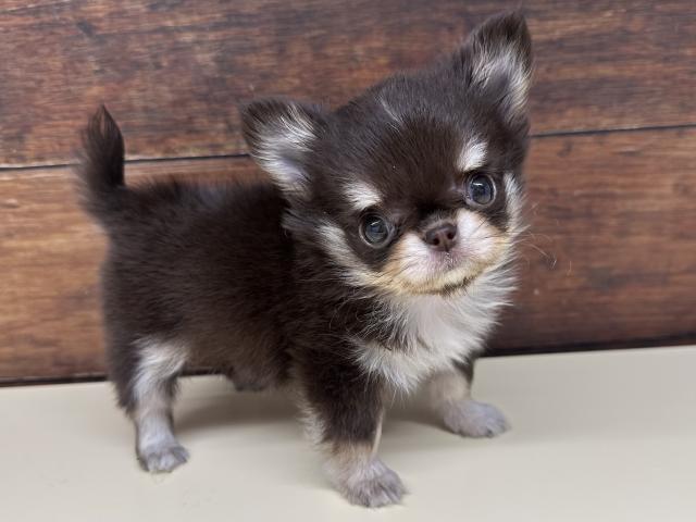 チワワ（ロングコート）