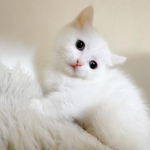 ミヌエット（旧ナポレオン）