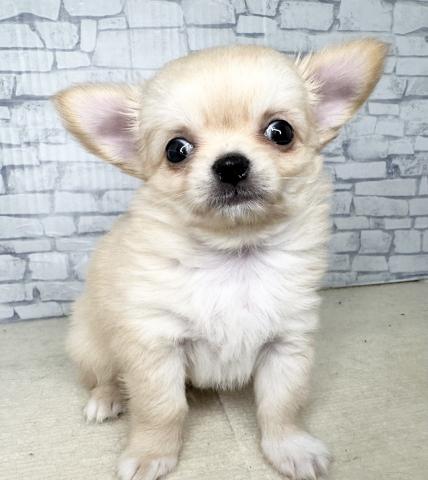 チワワ(ロングコート)