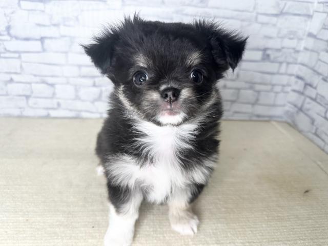 チワワ(ロングコート)