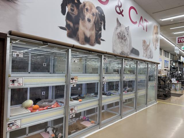 DCM安城福釜店ペットコーナー