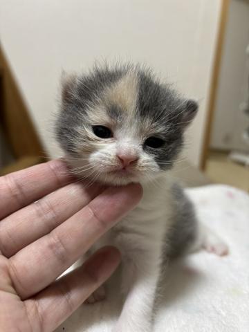 ブリティッシュショートヘア