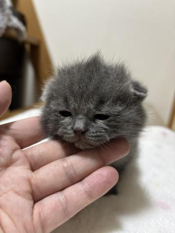 ブリティッシュショートヘア