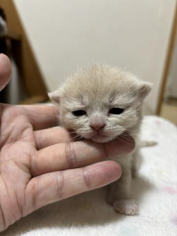 ブリティッシュショートヘア