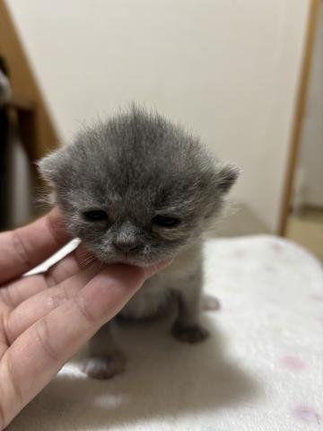 ブリティッシュショートヘア