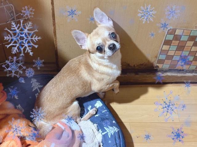 チワワ(スムースコート)