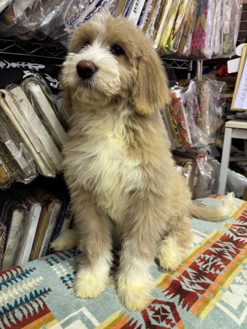 MIXバーニードゥードルF1b