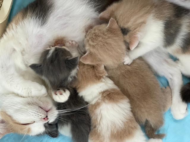 猫専門サロン Love Nya