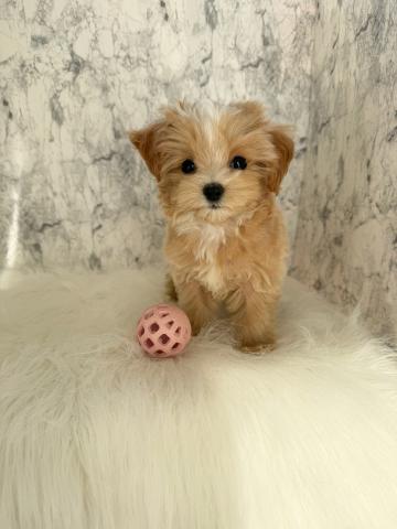 MIX色合い抜群マルプーちゃん💕